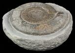 Large, Dactylioceras Ammonite In Concretion #57898-1